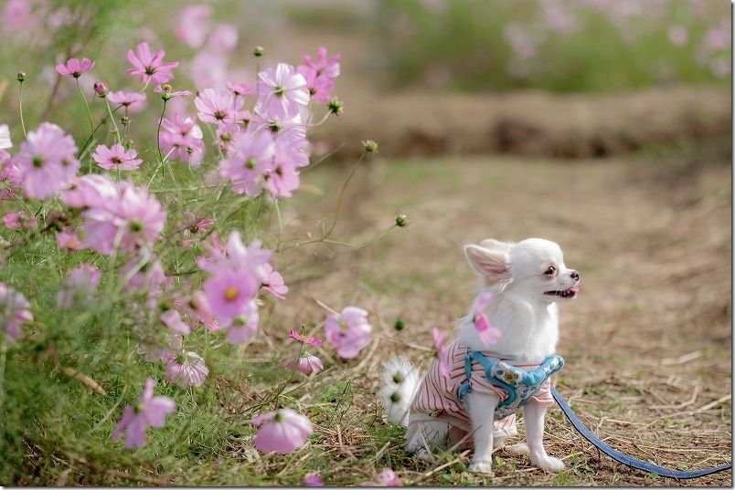 やよいの風公園のコスモス畑を犬と