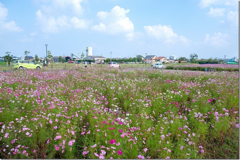 やよいの風公園のコスモス畑が満開