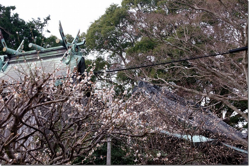 小富士梅林（糸島）の天満宮開花状況、2020