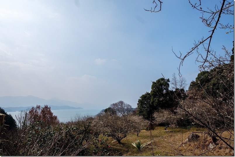 小富士梅林の梅と糸島の海、絶景