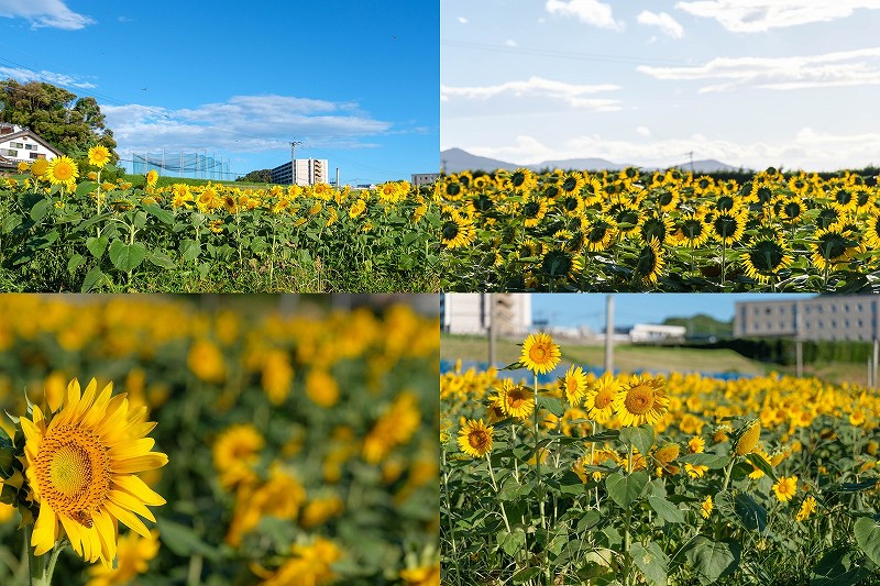 糸島のひまわり畑（糸島市泊）【開花状況】