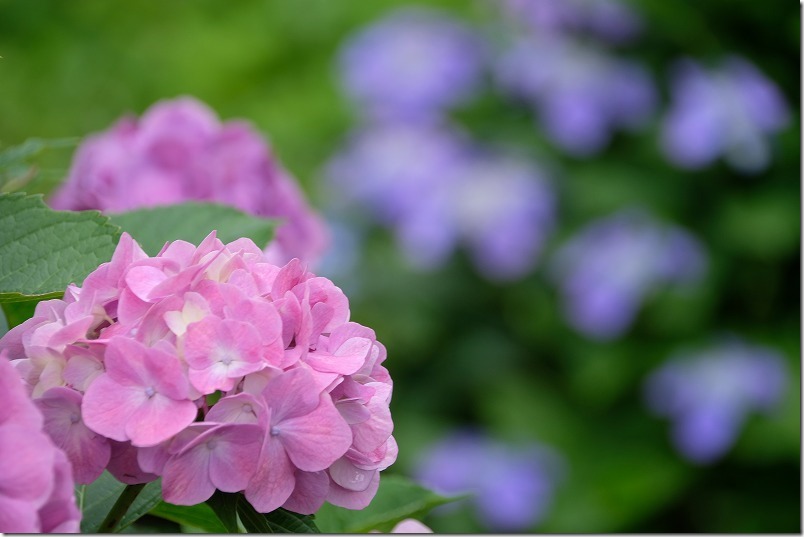 7月の白糸の滝の紫陽花