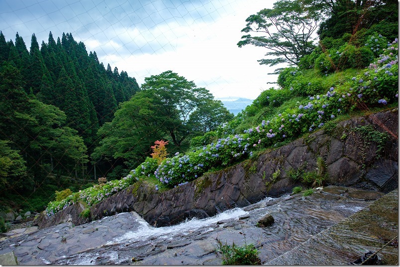 白糸の滝の紫陽花