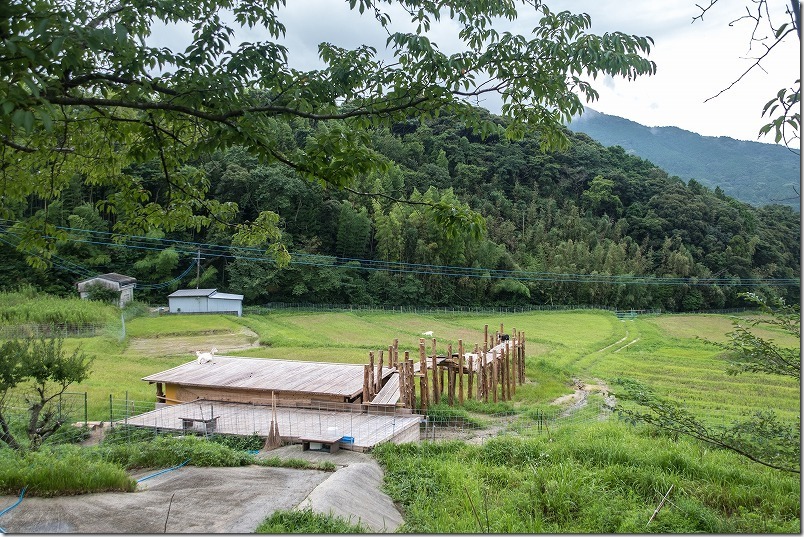 糸島「やぎ牧場」