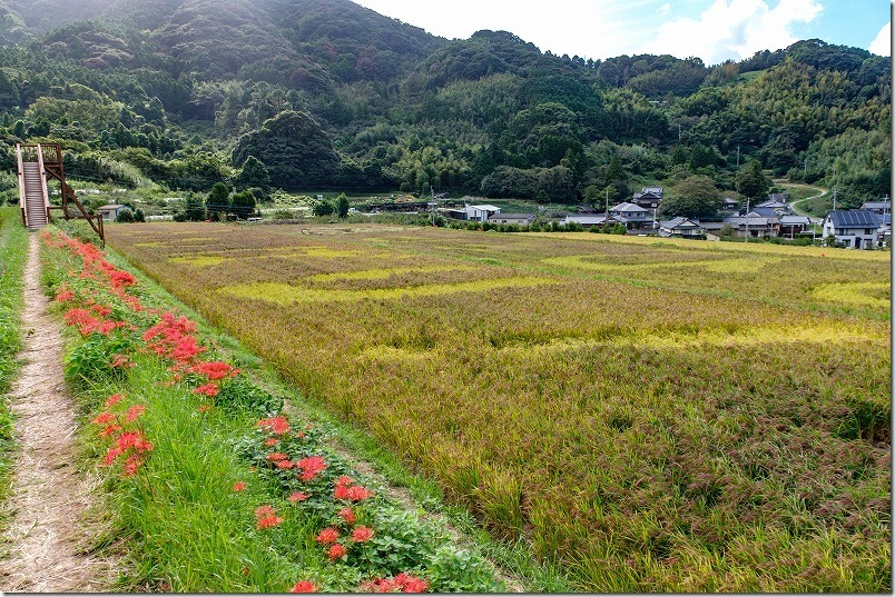 糸島二丈の赤米