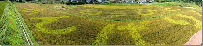 糸島二丈の赤米、今年の言葉は？