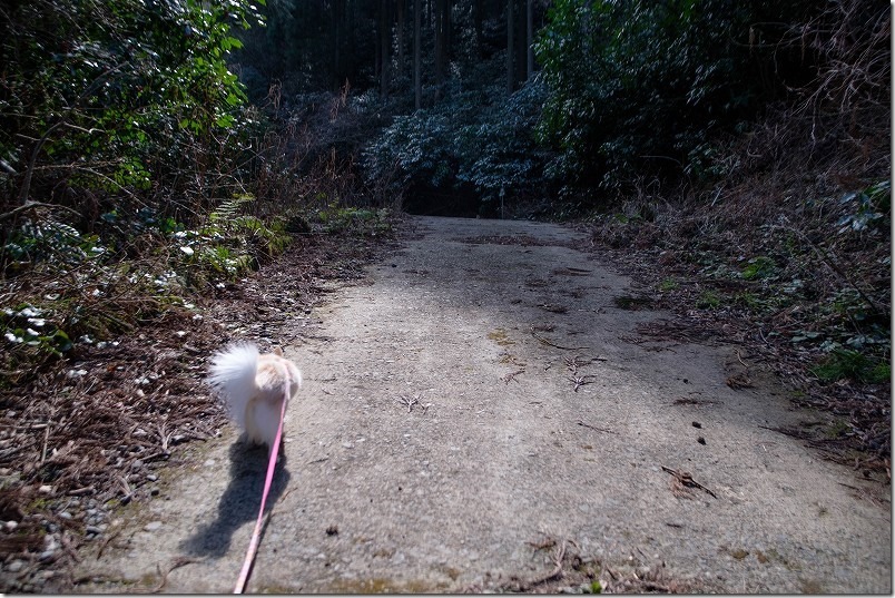 清賀の滝のすぐ手前の道