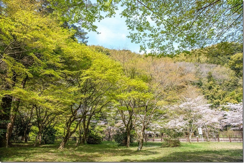 曲渕ダム公園の桜と紅葉