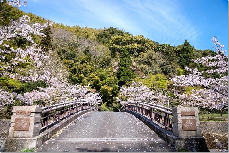 曲渕ダム公園の桜