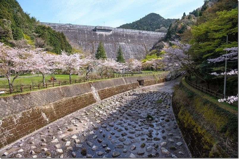 曲渕ダム公園と桜