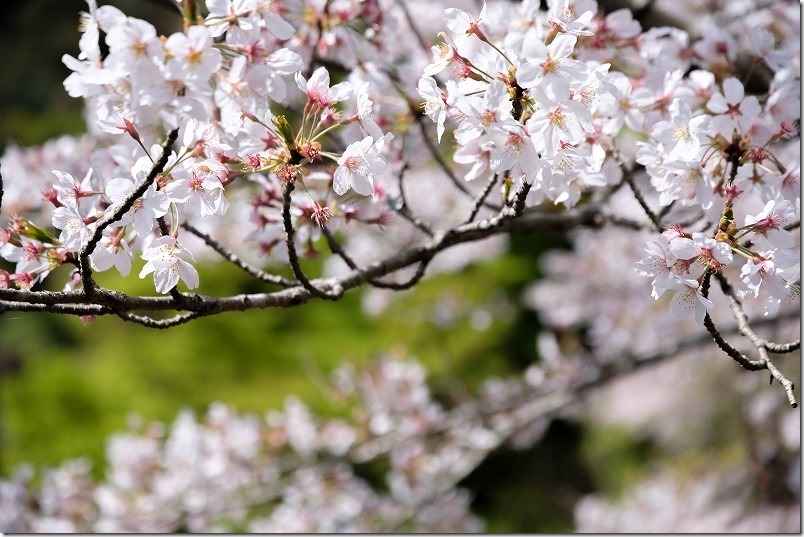 曲渕ダム公園の桜