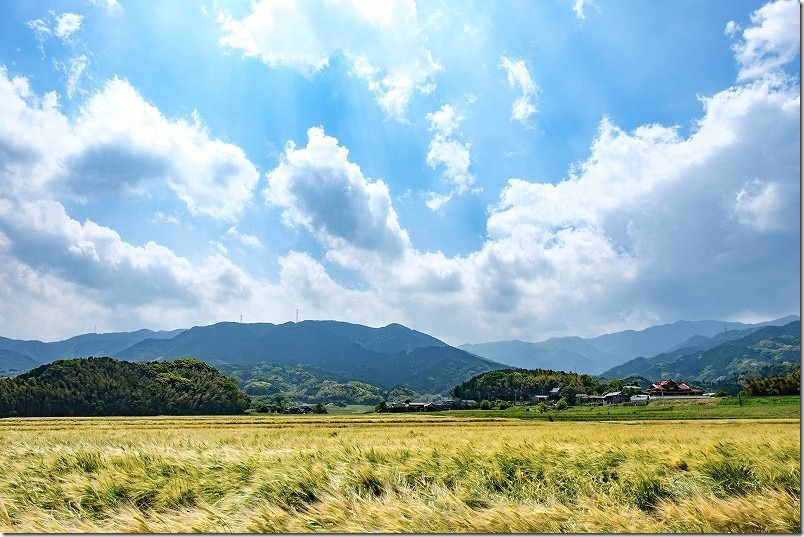 糸島こころ旅のゴール、井原1号墳から見える景色・麦畑