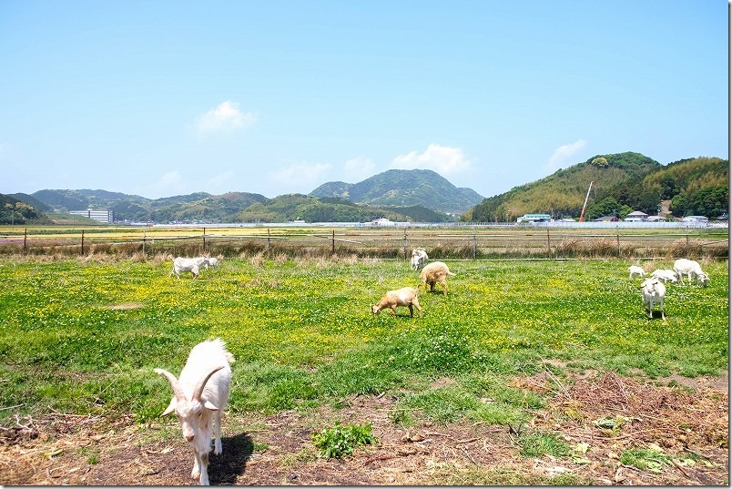 糸島こころ旅、火野さんが立ち寄ったヤギさん達