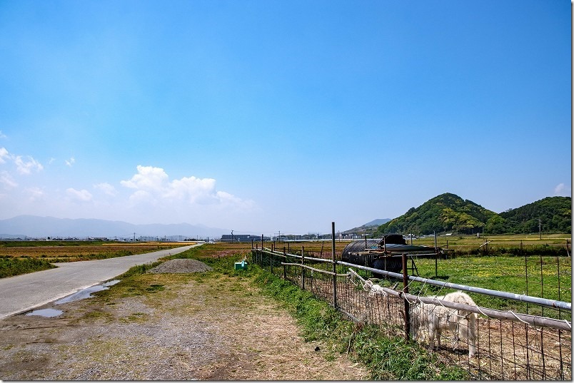 糸島こころ旅、火野さんが立ち寄ったヤギさん達