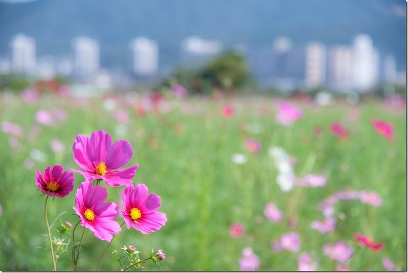 やよいの風公園のコスモス畑・開花状況、福岡市西区