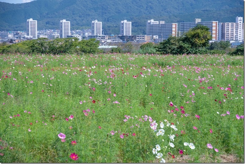 やよいの風公園のコスモス畑・開花状況、福岡市西区