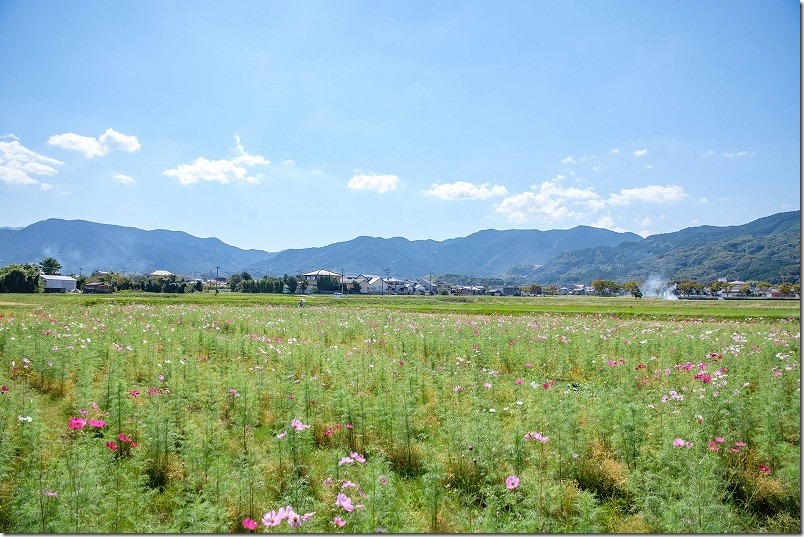 やよいの風公園のコスモス畑・開花状況、福岡市西区