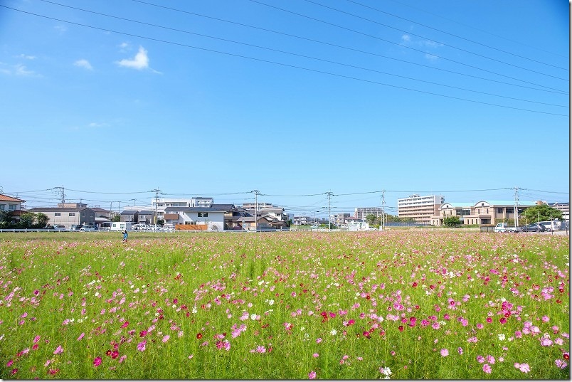 周船寺周辺のコスモス畑・開花状況（福岡市西区）