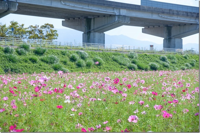 周船寺周辺のコスモス畑・開花状況（福岡市西区）