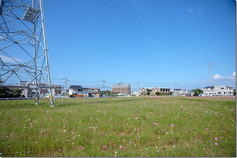 周船寺周辺のコスモス畑・開花状況（福岡市西区）