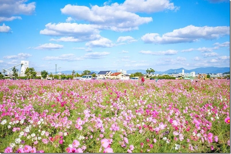 やよいの風公園のコスモス畑、満開