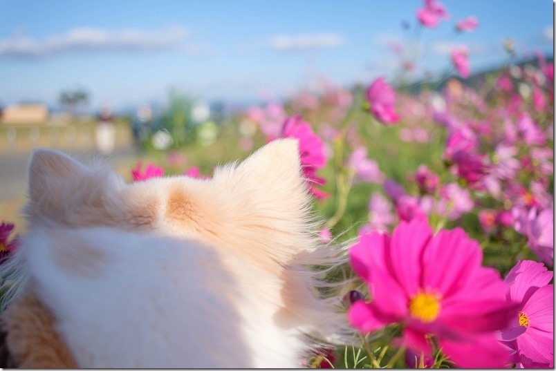 やよいの風公園のコスモス畑、犬と散歩