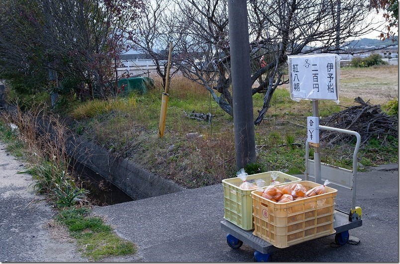 糸島、小富士梅林でみかん販売