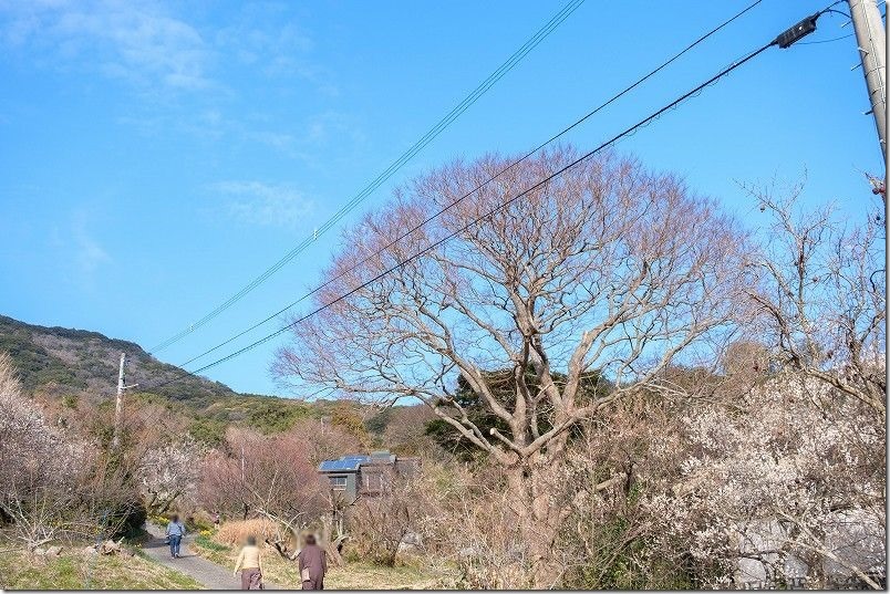 糸島、小富士梅林の開花状況2022