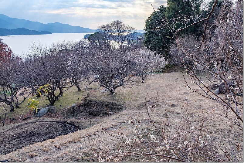 糸島・小富士梅林の散策、海と梅