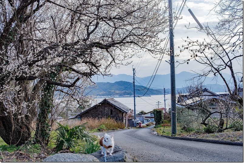 糸島・小富士梅林の散策、海と梅と犬