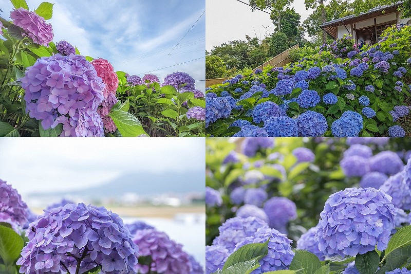 糸島　あじさい寺「ヲベタ清正公堂」の開花状況