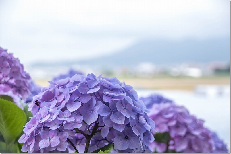 糸島、あじさい寺「ヲベタ清正公堂」の紫陽花