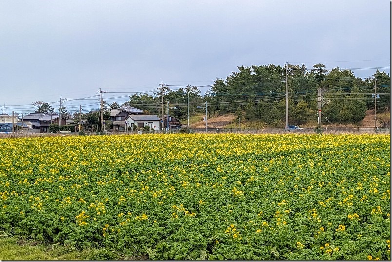 2023/01の福ふくの里の菜の花畑、1月