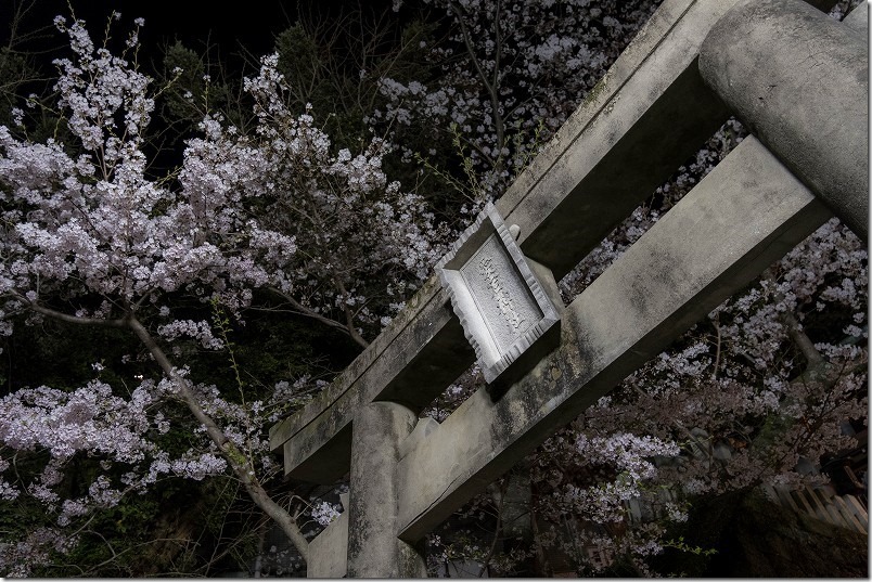 愛宕神社の夜桜、鳥居付近