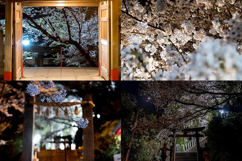 愛宕神社の夜桜　2023（福岡市西区）