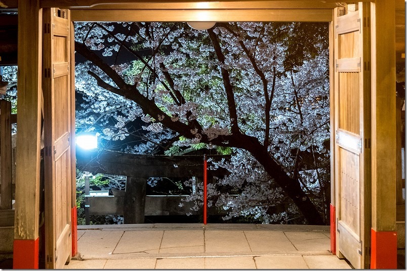 愛宕神社の夜桜、門前