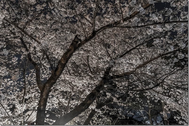 愛宕神社の夜桜、満開の桜を横から