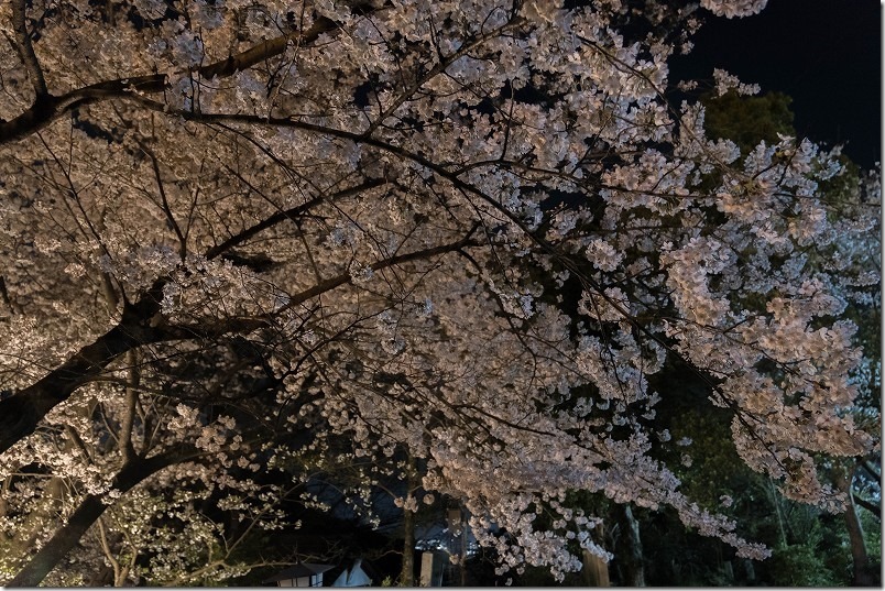 愛宕神社の夜桜、満開の桜