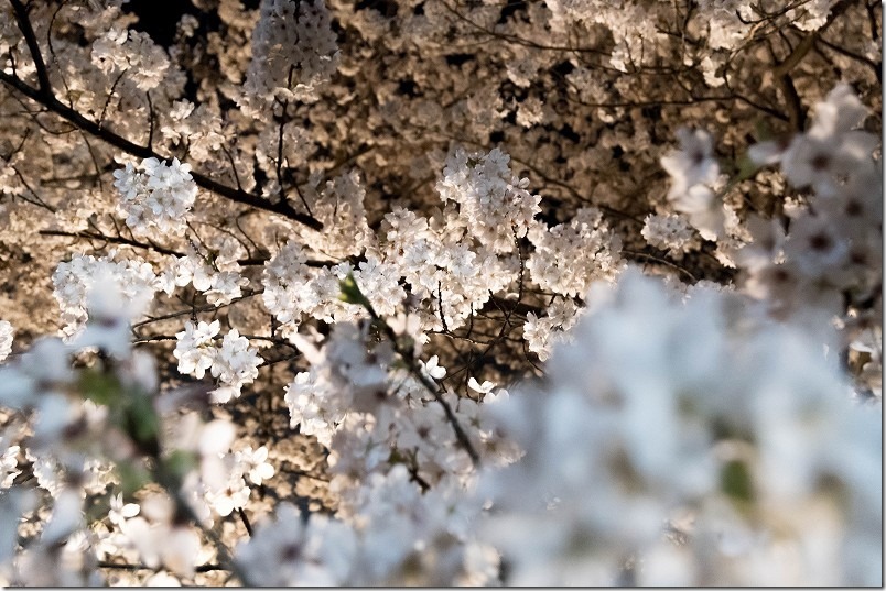 愛宕神社の夜桜、満開の桜