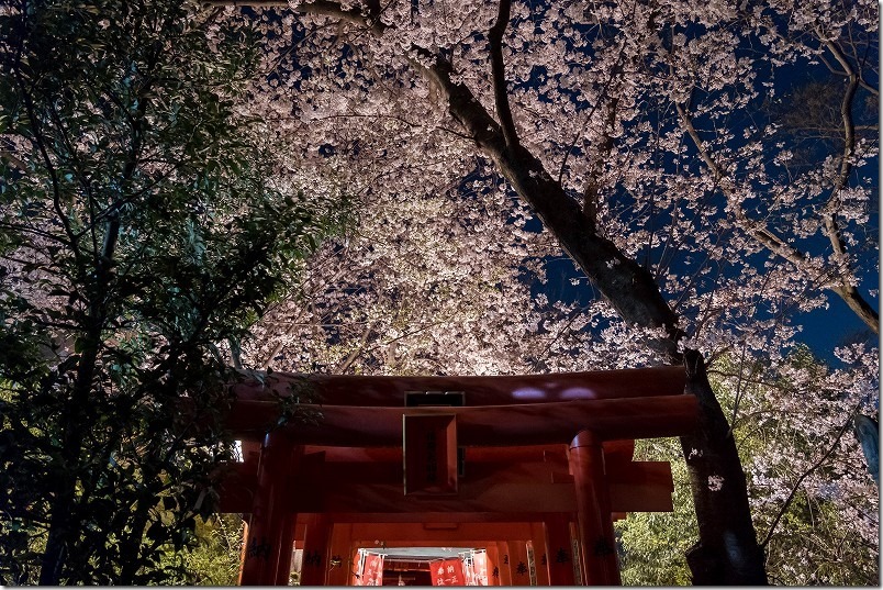 愛宕神社の夜桜、稲荷付近