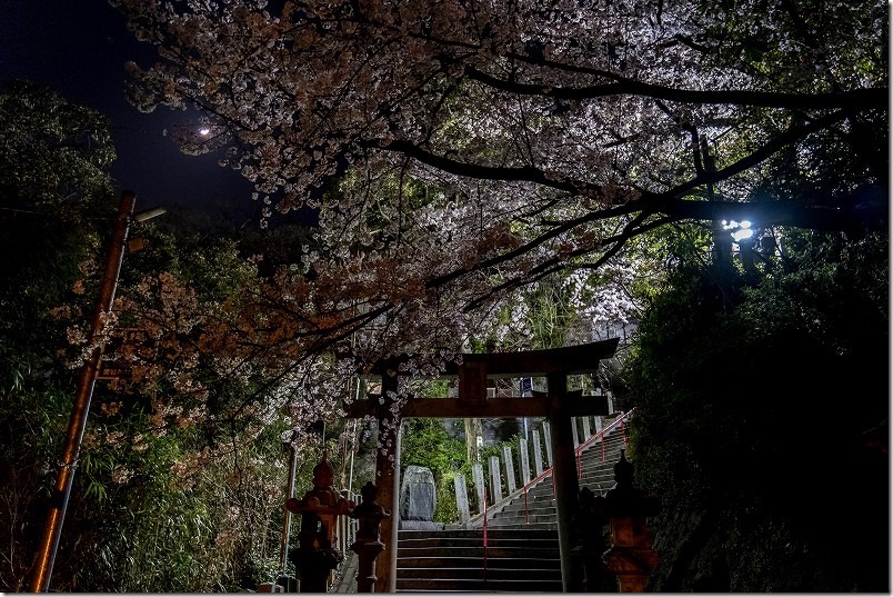 愛宕神社の夜桜、鳥居付近