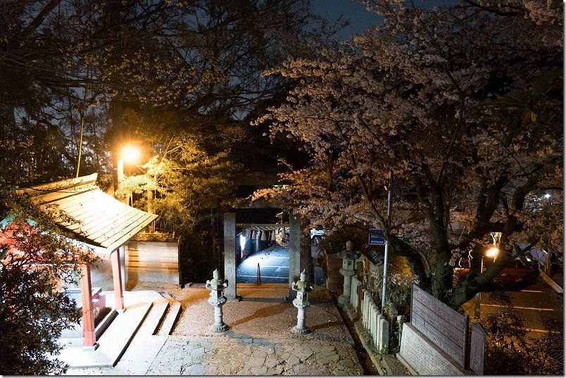 愛宕神社の夜桜、参道