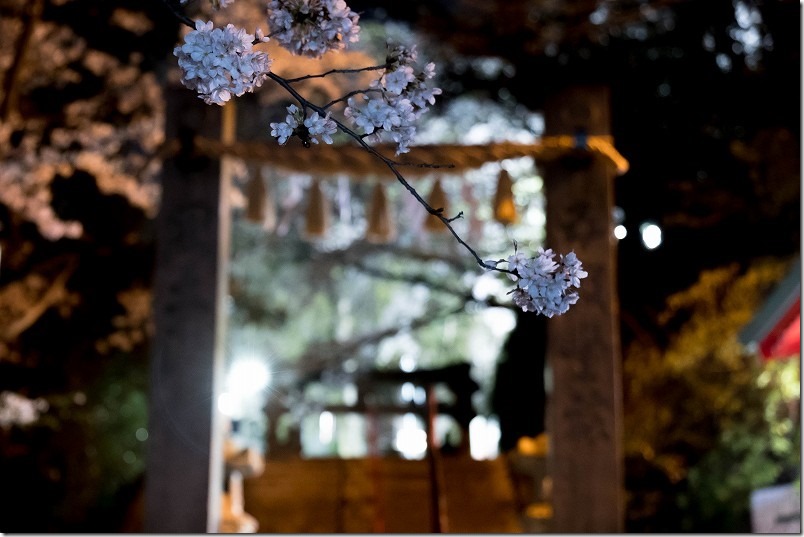 愛宕神社の夜桜、参道