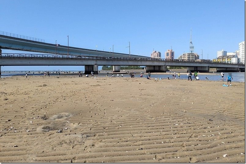 室見川で潮干狩り、愛宕大橋付近で潮干狩り