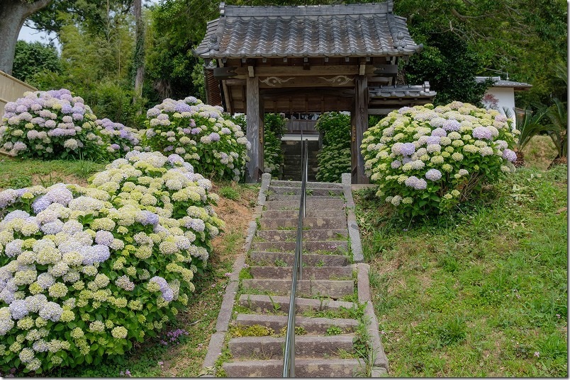 糸島、アジサイ寺「ヲベタ清正公堂」の開花状況