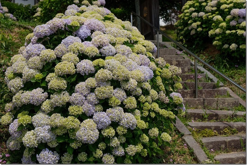 糸島、アジサイ寺「ヲベタ清正公堂」の開花状況、満開までもー少し