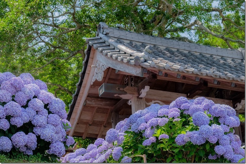 糸島、あじさい寺「ヲベタ清正公堂」,６月前半の開花状況