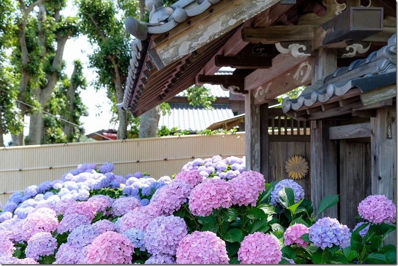 糸島、あじさい寺「ヲベタ清正公堂」,ピンクと青のアジサイの花、満開