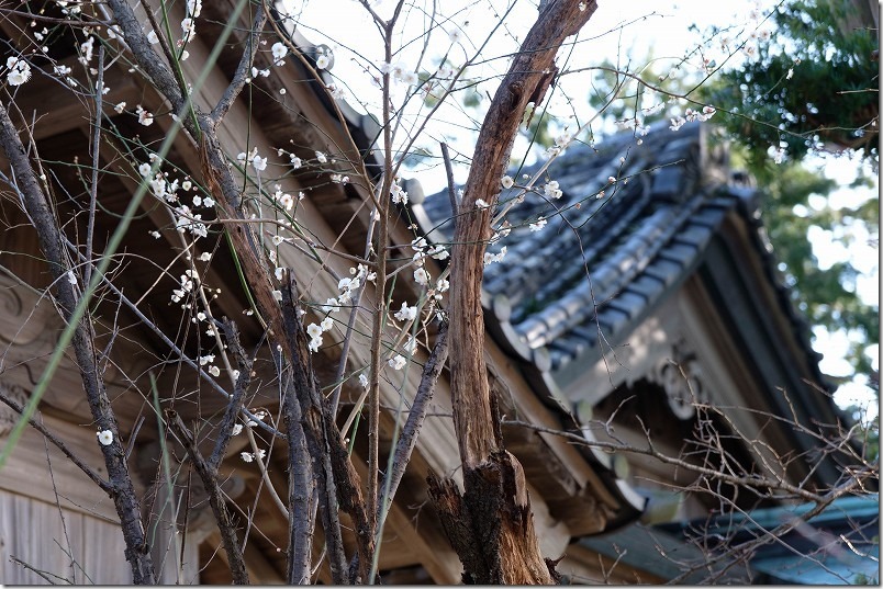 糸島、小富士梅林を散策、天満宮の梅の花