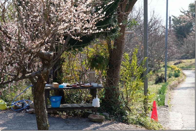 糸島、小富士梅林で梅干し、ジャム